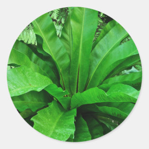 Adesivo Nest Fern de Bird