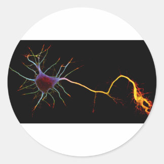 Adesivo Neuroscience, neuron , science