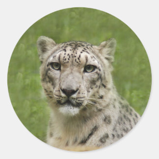 Adesivo NeveLeopardoBCR009