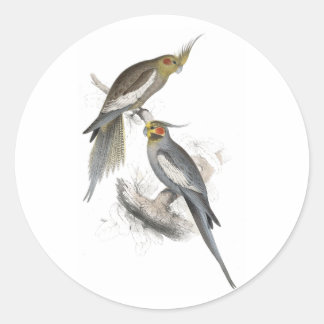 Adesivo New Holland Parrakeet por Edward Lear