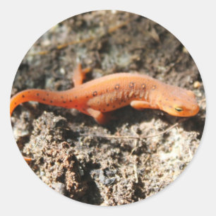 Adesivo Newt Oriental