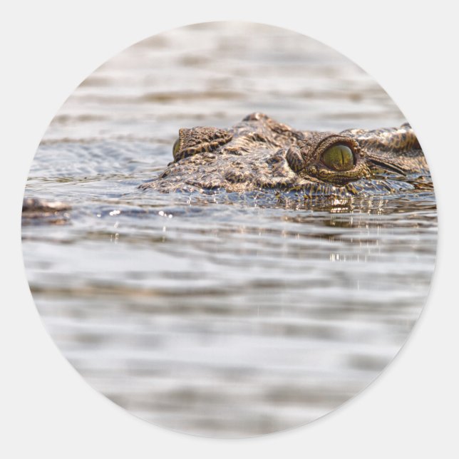 Adesivo Nile Crocodilo (Frente)