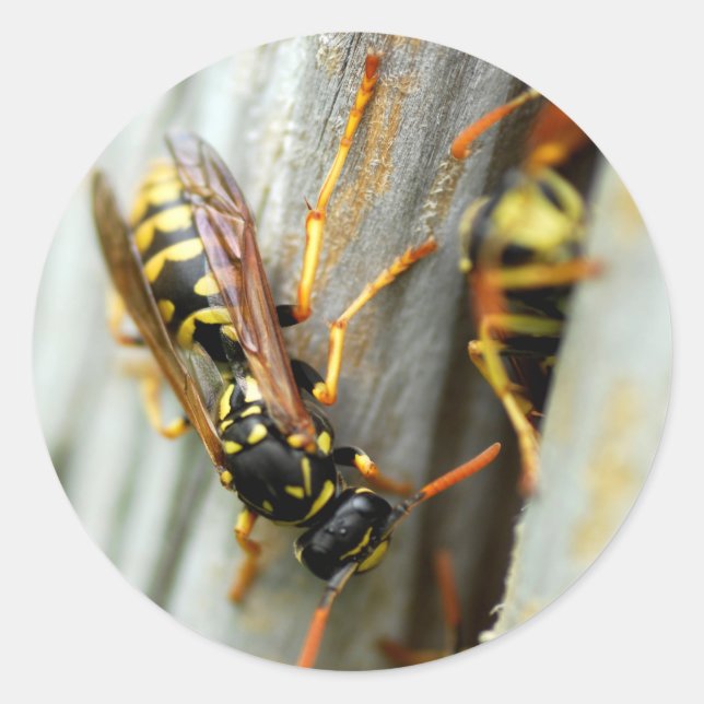 Adesivo Ninho das vespas (Frente)