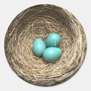 Adesivo Ninho de Pássaros com Ovos Azuis
