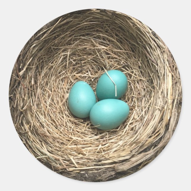 Adesivo Ninho de Pássaros com Ovos Azuis (Frente)