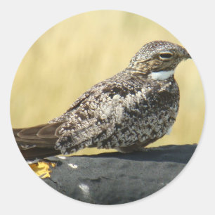 Adesivo Noitibó-americano da terra comum B29