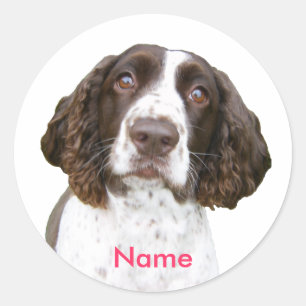 Adesivo Nome personalizado - Inglês Springer Spaniel Stick