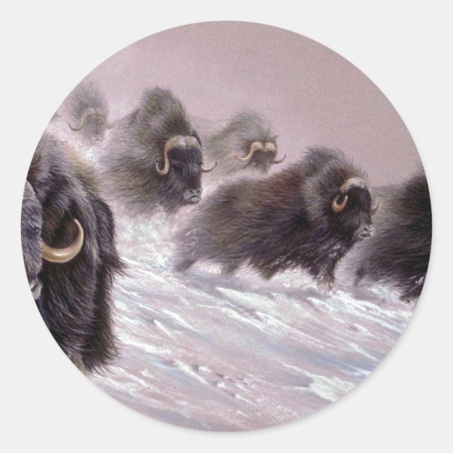 Adesivo Nordeste, Musk Ox (Frente)