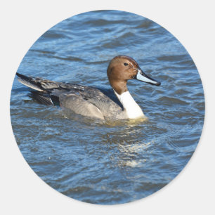 Adesivo Norte Pintail Duck