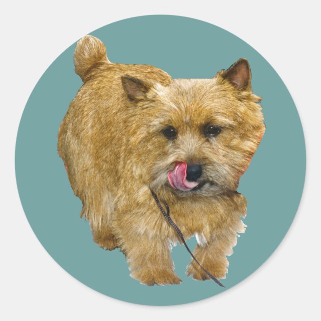 Adesivo Norwich Terrier (Frente)