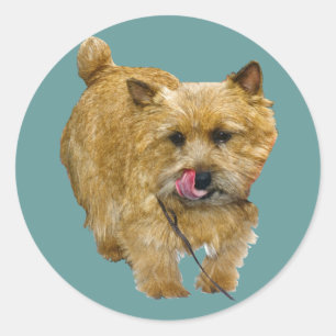Adesivo Norwich Terrier