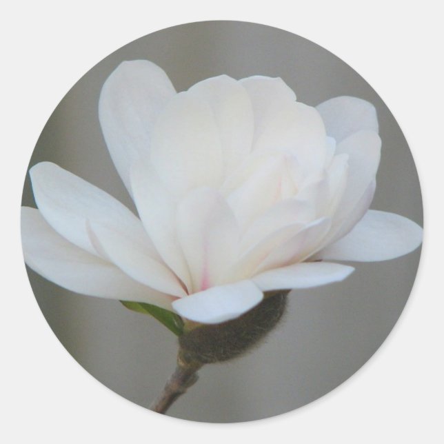 Adesivo Novo Magnolia Centennial Bloom (Frente)