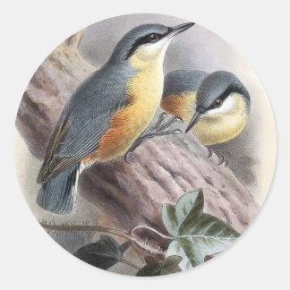 Adesivo Nuthatch