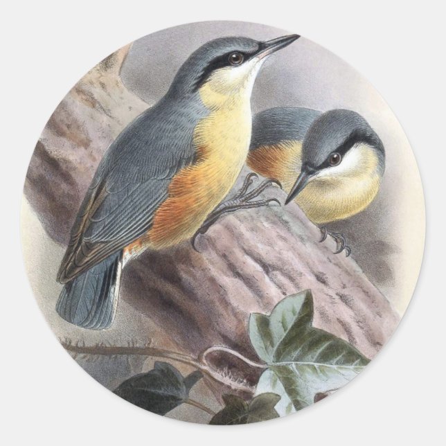 Adesivo Nuthatch (Frente)