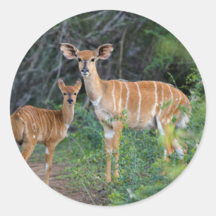 Adesivo Nyala (Tragelaphus Angazii) com jovens, Ndumo