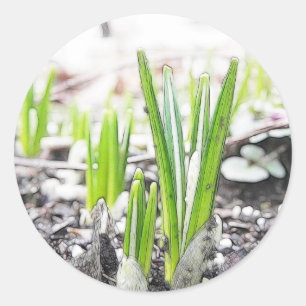 Adesivo O açafrão Sprouts na primavera o jardim