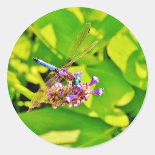 Adesivo O arco-íris coloriu a libélula em uma flor