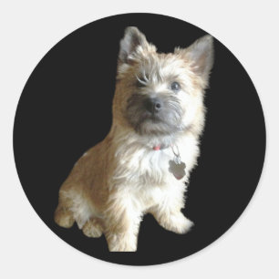 Adesivo O Cairn Terrier Mais Justo De Todos! Mais fofo que