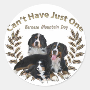 Adesivo O cão de Bernese Mt. não pode ter apenas um