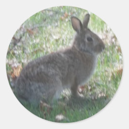 Adesivo O Coelho Feliz