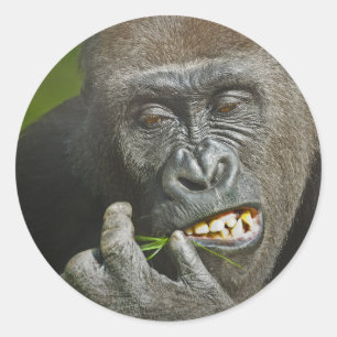 Adesivo O feliz ano novo da astrologia do gorila do macaco