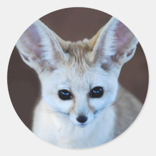 Adesivo O Fox o mais bonito de Fennec dos mundos
