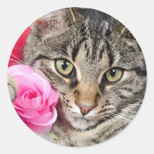 Adesivo O gato de gato malhado bonito com aumentou
