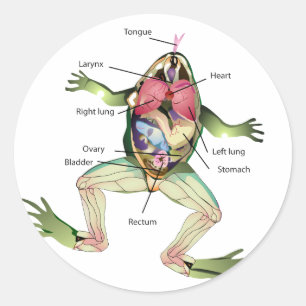 Adesivo O Gráfico da Anatomia do Sapo