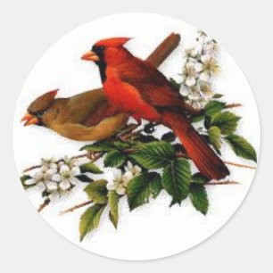 Adesivo O homem e o cardeal fêmea em uma florescência