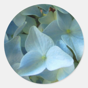 Adesivo O Hydrangea azul floresce a foto floral da flor