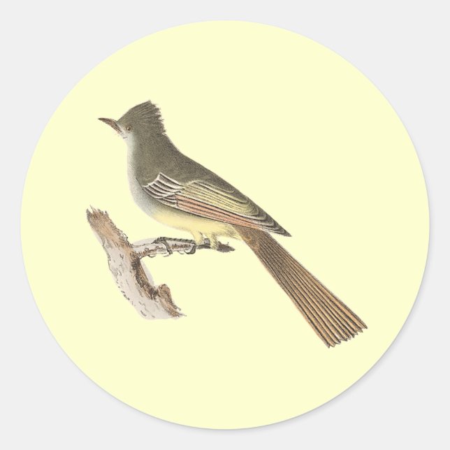 Adesivo O Kingbird Excelente (Tyrannus crinitus) (Frente)