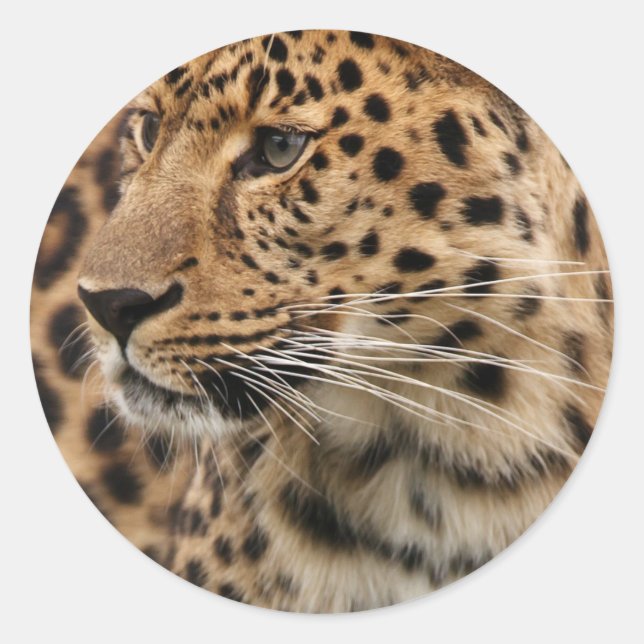 Adesivo O Leopardo (Frente)