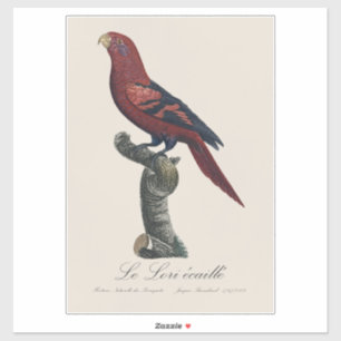 Adesivo O Lori escamado / Lori de raias azuis