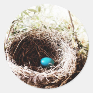 Adesivo O ninho do pisco de peito vermelho