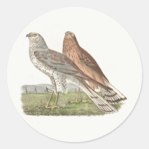Adesivo O Norte Harrier NY Bird