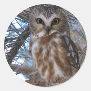 Adesivo O norte Serra-Whet a coruja no pinheiro