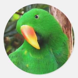 Adesivo O Orador Verde Eclectus Parrot