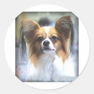 ADESIVO O PAPILLON