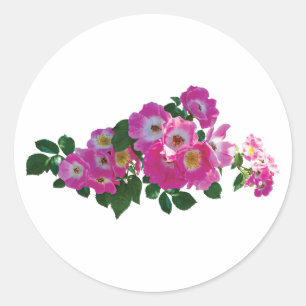 Adesivo O passeador cor-de-rosa aumentou