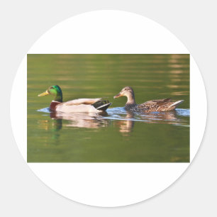 Adesivo O pato selvagem masculino e fêmea Ducks a nataç