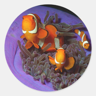 Adesivo O peixe-palha está sempre em movimento   Anemonefi