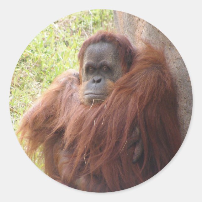 Adesivo O que há para sorrir? (Frente)