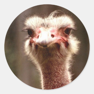 Adesivo O que você está olhando?