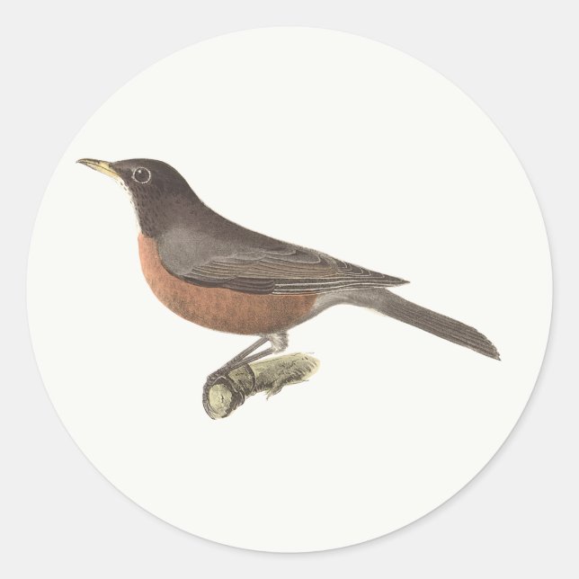 Adesivo O Robin Americano (Turdus migratorius) NY Birds (Frente)