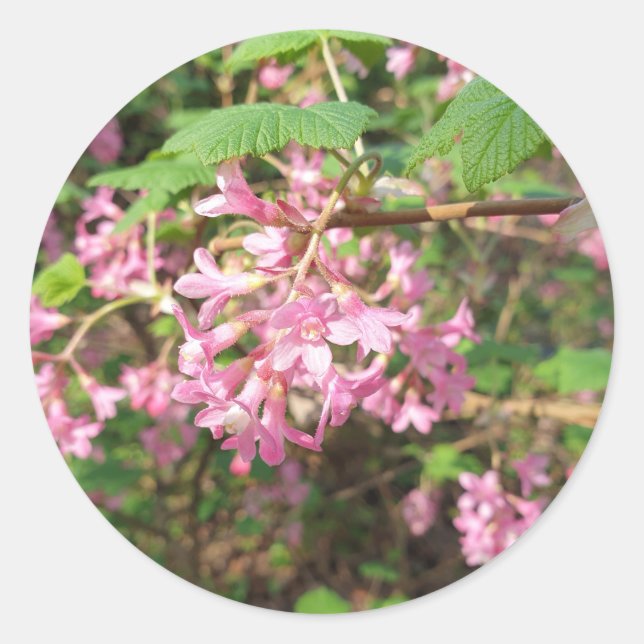Adesivo O Rosa de Pokey no Parque (Frente)