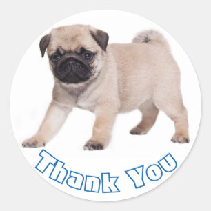 Adesivo Obrigado Pug Puppy Dog Sticker / Selo
