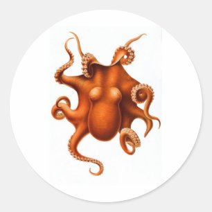 Adesivo Octopus laranja