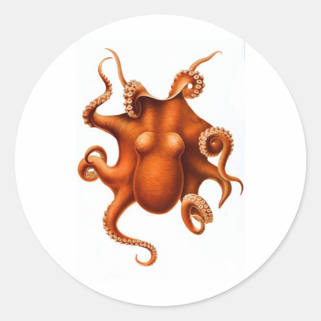 Adesivo Octopus Laranja (Frente)