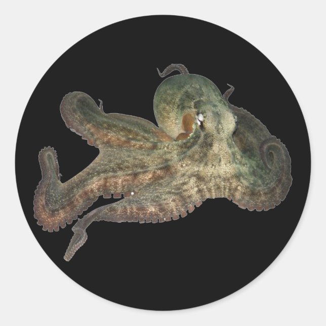 Adesivo octopus octapi do oceano excelente (Frente)