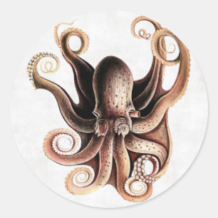 Adesivo Octopus Sticker